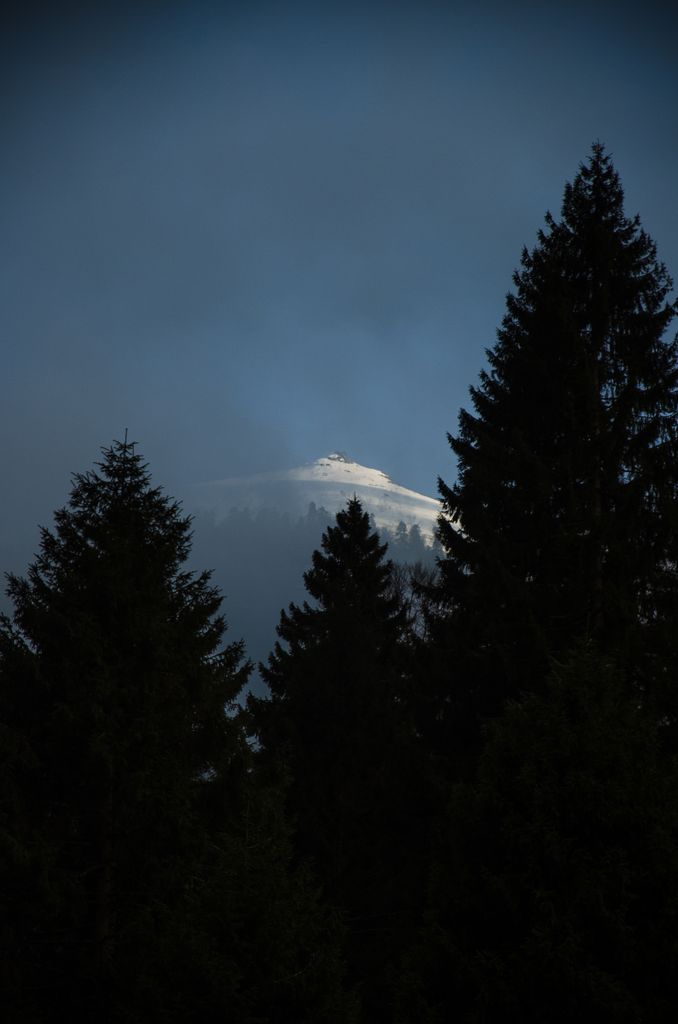 An evergreen forest frames a distant snow-capped mountain under an overcast sky.